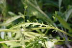 Small's ragwort